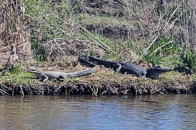 2 Hours Boat Tour in Louisiana Bayous Near New Orleans - Who should book, and who might skip it