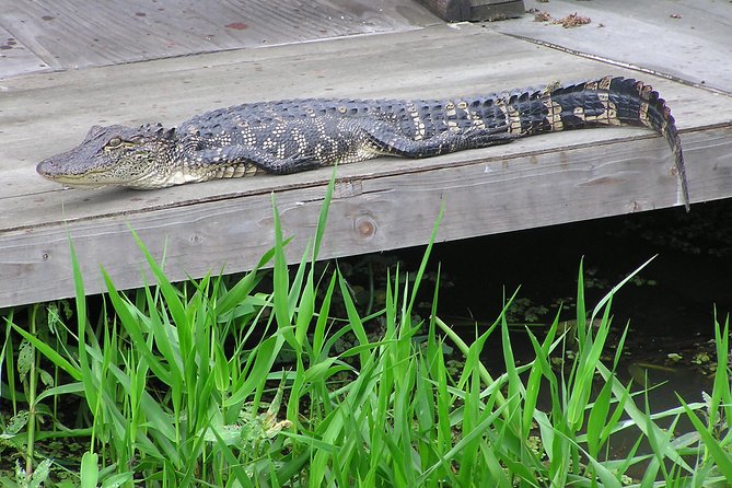 Airboat and Plantations Tour with Gourmet Lunch from New Orleans - Laura Plantation: Creole heritage and the Slavery Museum Exhibit