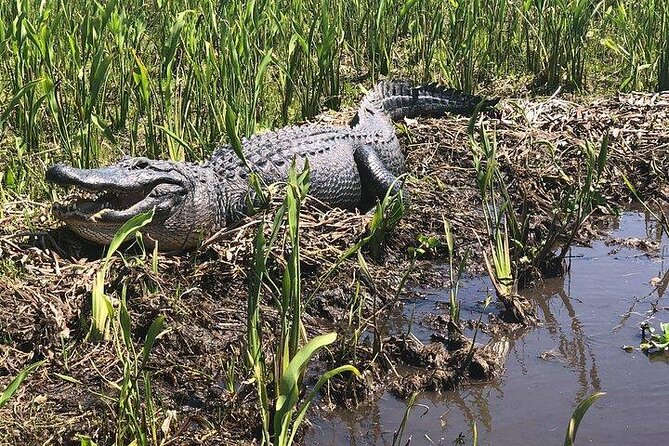 Airboat Ride with Transportation from New Orleans - Coach to Jean Lafitte, then the bayou changes everything