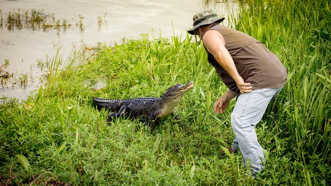 Airboat Ride with Transportation from New Orleans - Barataria Preserve wetlands: what you are really riding through