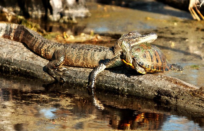 Airboat Ride with Transportation from New Orleans - Wildlife spotting in Jean Lafitte: alligators, birds, and nutria