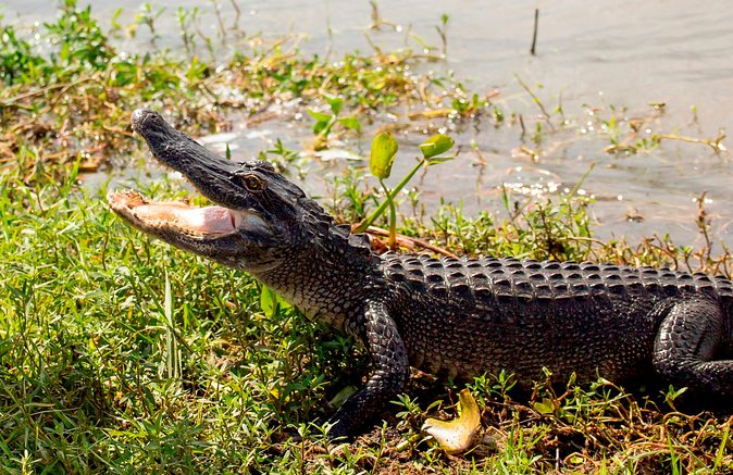 Airboat Ride with Transportation from New Orleans - What you can expect to see, and what might surprise you
