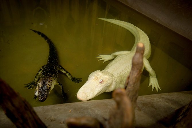 Airboat Ride with Transportation from New Orleans - Food and drink: what you should plan to pay for