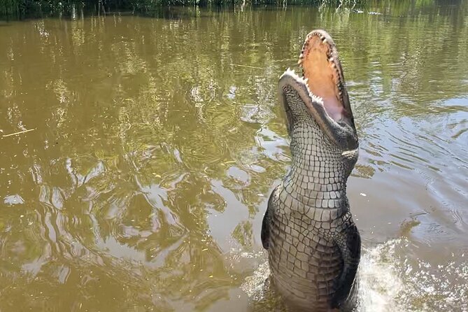 Airboat Swamp Tour - Quick hits before you board