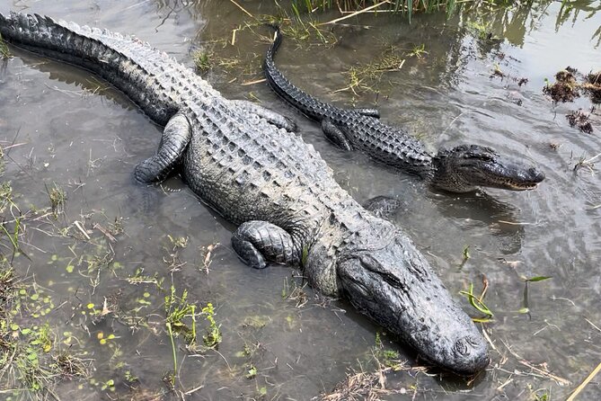 Airboat Swamp Tour - Wildlife expectations by season: alligators, birds, and the cold factor