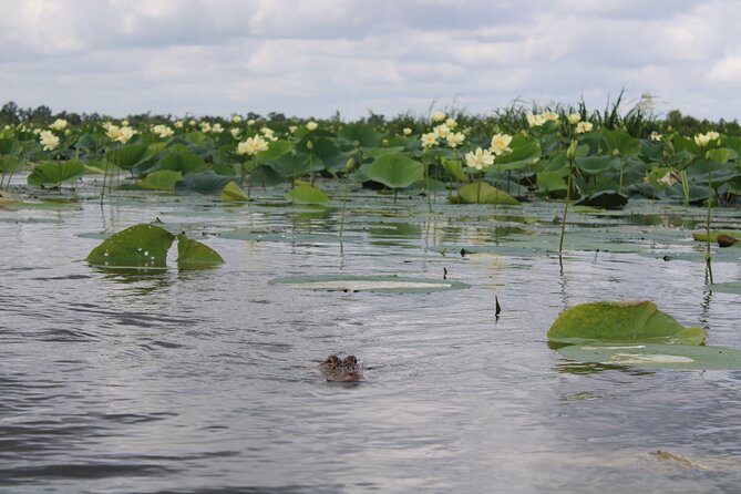 Airboat Swamp Tour - What you might be able to do: holding a baby alligator
