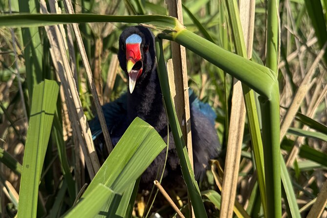 Airboat Swamp Tour - What to pack: hearing protection is included, but warmth is on you