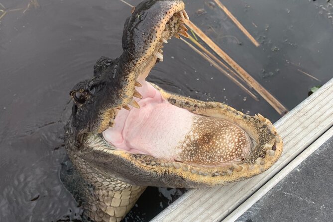 Airboat Swamp Tour - Your airboat ride: what happens once you’re on board