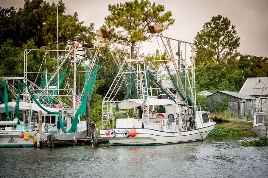 Alligator Swamp Tour by Gray Line New Orleans - Who should book this swamp tour, and who might prefer a different style
