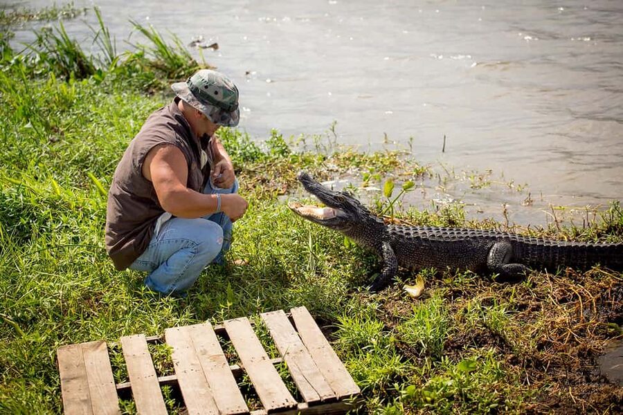 Alligator Swamp Tour by Gray Line New Orleans - Why the Gray Line swamp tour feels like a smart New Orleans add-on
