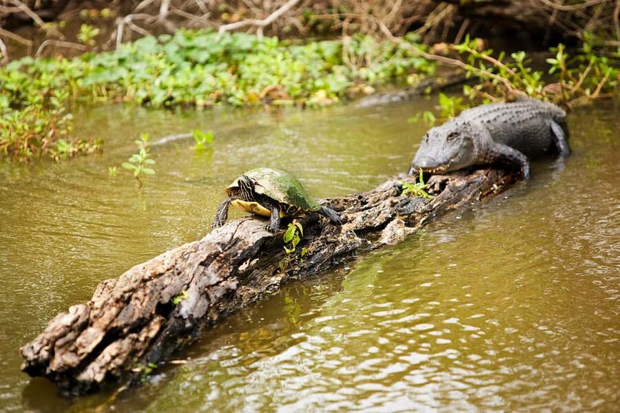 Alligator Swamp Tour by Gray Line New Orleans - Getting to the dock: what to expect before you board