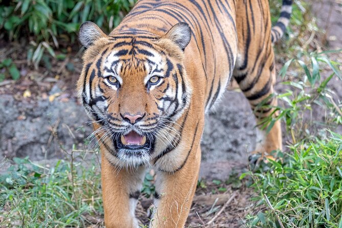 Audubon Zoo Ticket - Jaguar Jungle and Criaturas de la Noche: A Themed Walk Through Central America
