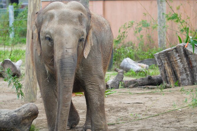Audubon Zoo Ticket - Food, Snacks, and the Optional Train Ride for Tired Feet