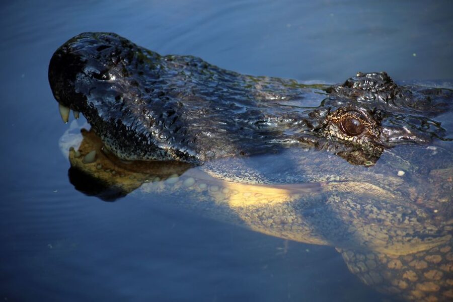 From Lafitte: Swamp Tours South of New Orleans by Airboat - Quick tips for a smoother ride, from sunglasses to camera cases