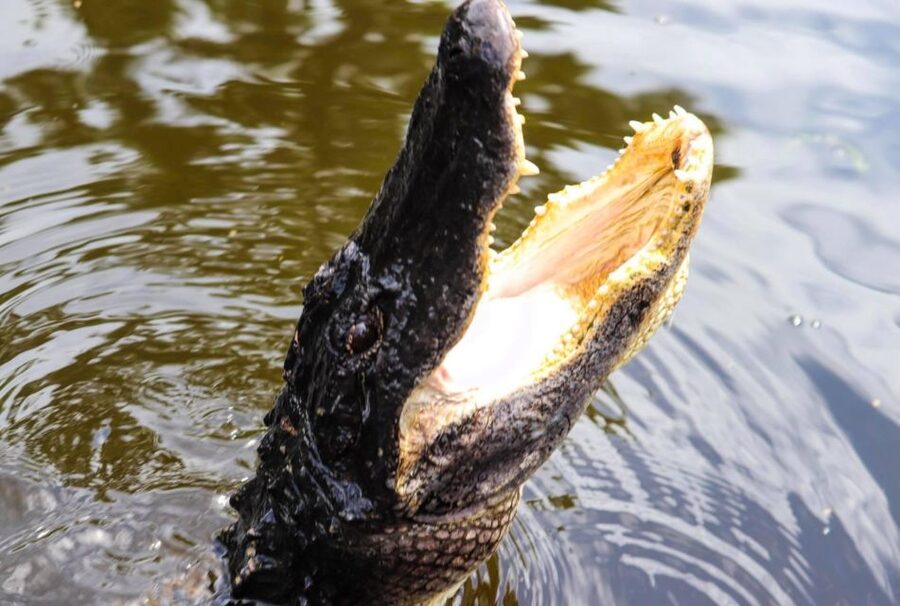 From Lafitte: Swamp Tours South of New Orleans by Airboat - Entering the Lafitte airboat world, 40 minutes from New Orleans