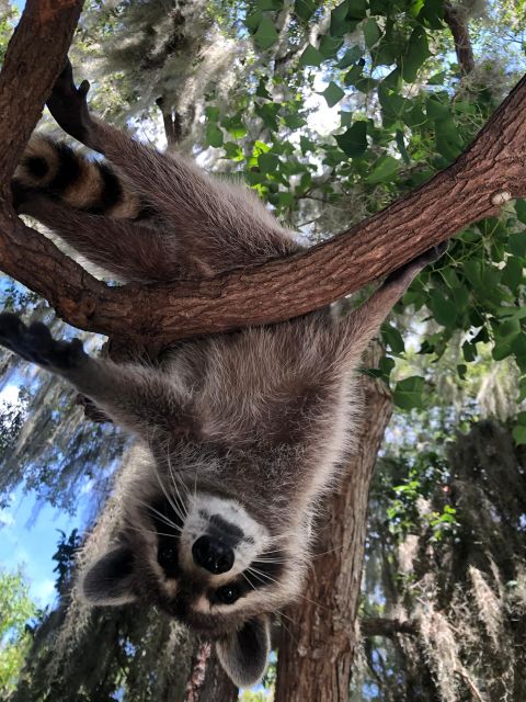 From Lafitte: Swamp Tours South of New Orleans by Airboat - Wildlife odds: alligators, turtles, birds, and the Sugar and Flour moment