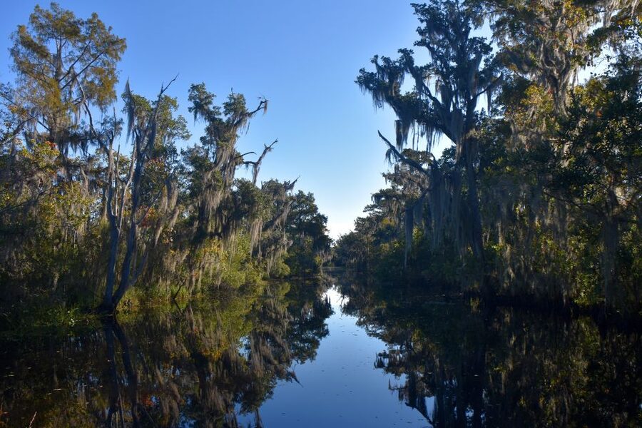 From Lafitte: Swamp Tours South of New Orleans by Airboat - Price and value: why $59 makes sense for most schedules