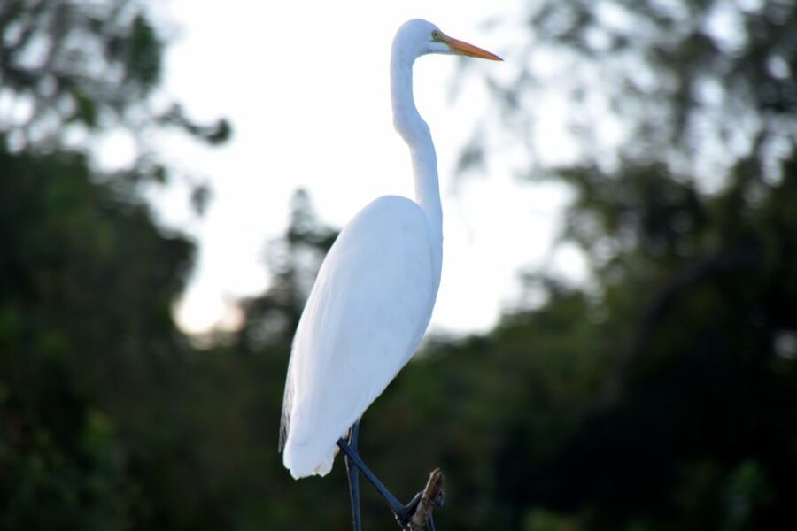 From Lafitte: Swamp Tours South of New Orleans by Airboat - Who this airboat tour fits best, and who should skip