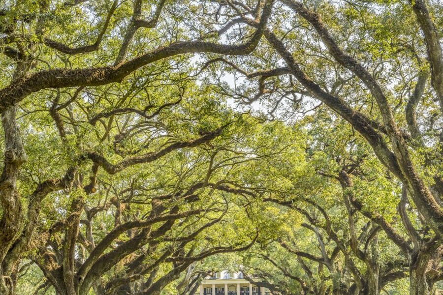 From New Orleans: Oak Alley Plantation Tour - The oak alley that gives Oak Alley its name