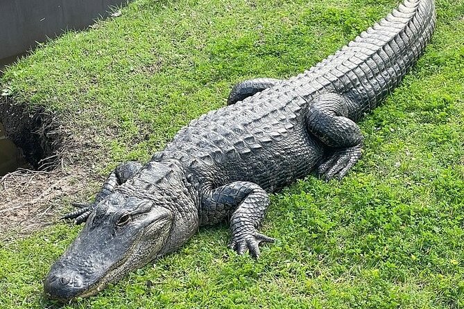 Full Day Plantation and Swamp Tour in New Orleans - Two big experiences in one day, without feeling sprinted