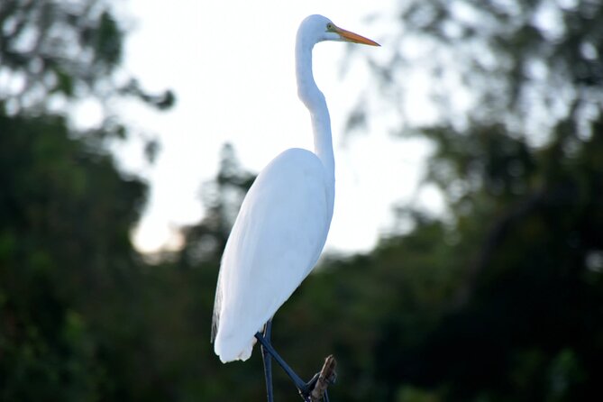 Guided Boat Tour of New Orleans Bayou - Why the Lafitte swamp ride feels like a reset from New Orleans
