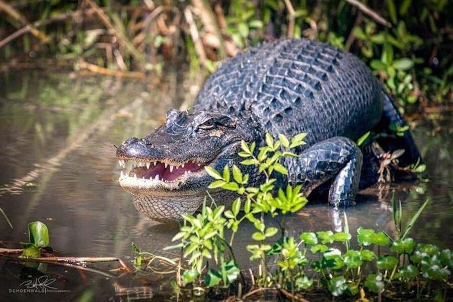 Honey Island Swamp and Bayou Boat Tour with Transportation - Why the Cajun Village Stop Hits Hard: Culture You Can See from the Water