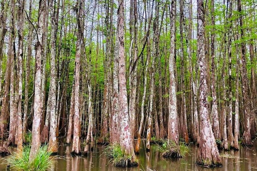 Honey Island Swamp and Bayou Boat Tour with Transportation - Wildlife in a Protected Wetland Reserve: What You Can Expect to See