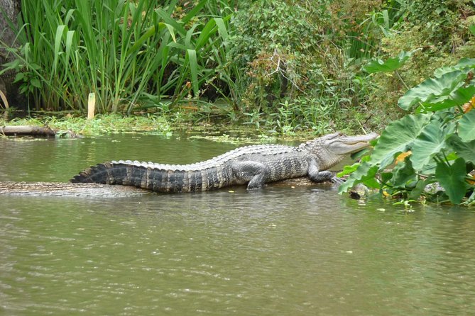 Honey Island Swamp Boat Tour - Honey Island Swamp in Slidell: the 2-hour cruise rhythm