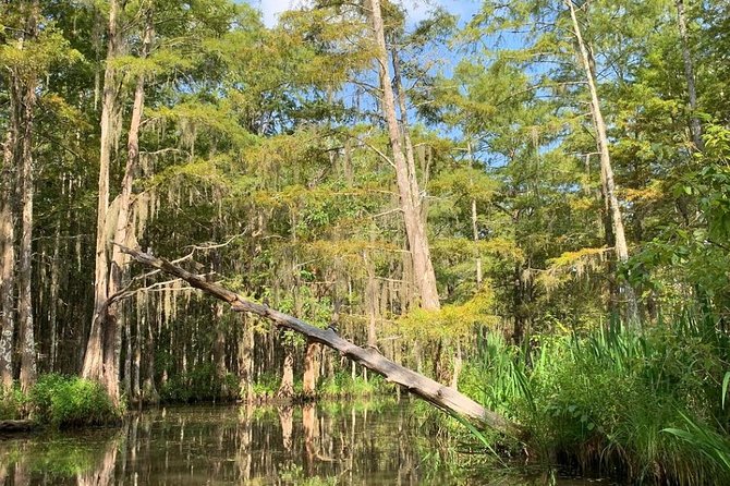 Honey Island Swamp Boat Tour - What you can spot: alligators, birds, and the smaller swamp critters