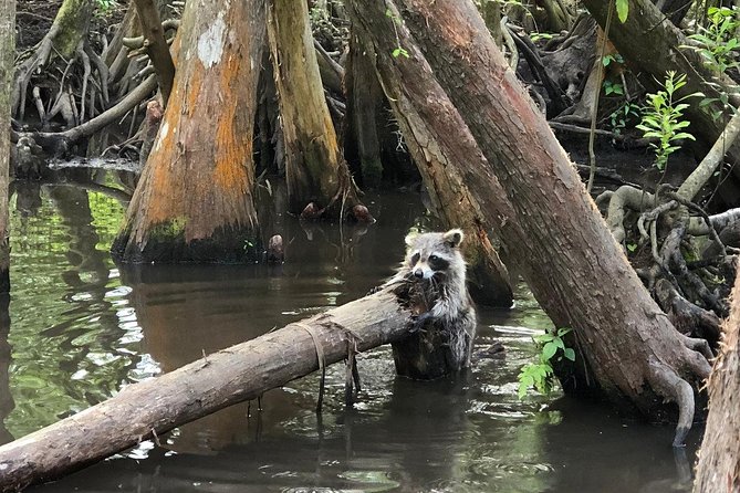 Honey Island Swamp Boat Tour - How the captain stories make the swamp easier to understand