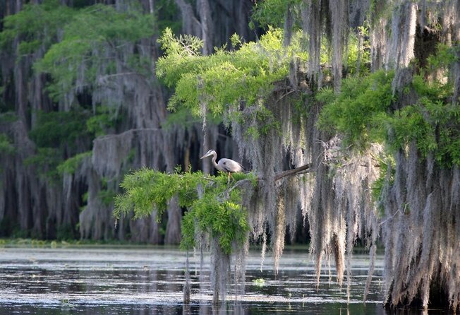 Honey Island Swamp Boat Tour with Transportation from New Orleans - Key things I’d circle before you go