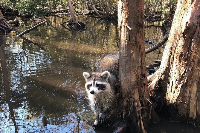 Honey Island Swamp Boat Tour with Transportation from New Orleans - Wildlife Spotting: The Practical Checklist (No Guarantees, Still Great Odds)