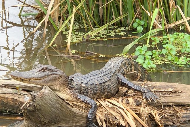 Honey Island Swamp Boat Tour with Transportation from New Orleans - The Narration: From Bayou Folklore to How the Ecosystem Works