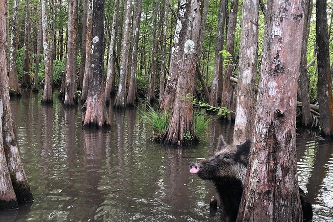 Honey Island Swamp Boat Tour with Transportation from New Orleans - Time, Group Size, and Weather: How to Plan a Comfortable Half-Day