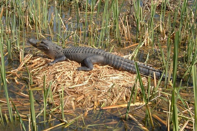Honey Island Swamp Boat Tour with Transportation from New Orleans - Dr. Wagner’s Dock Stop: Check In, Scope the Water, Then Board