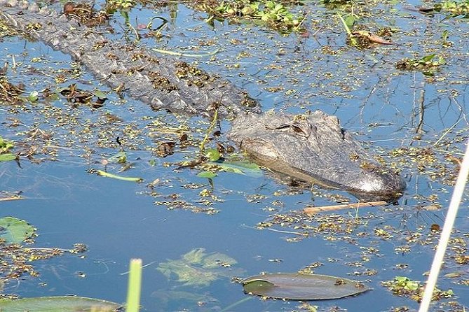 Honey Island Swamp Boat Tour - Check-in at Dr. Wagner’s: where the tour really starts
