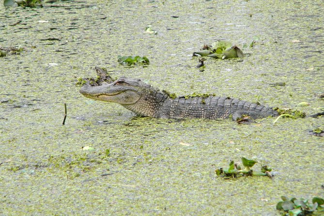 Jean Lafitte 90-Minute Swamp and Bayou Boat Tour - Getting There: 6601 Leo Kerner Pkwy Is Your Quick Entry Point