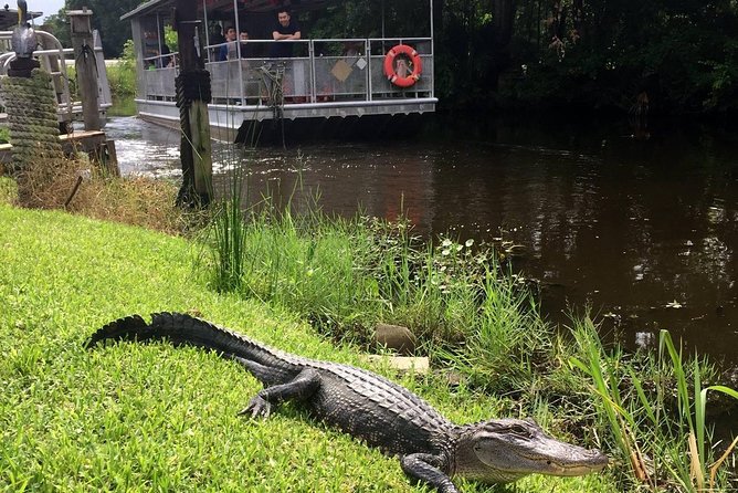 Jean Lafitte 90-Minute Swamp and Bayou Boat Tour - The Pontoon Setup: Covered Comfort and a Real Restroom