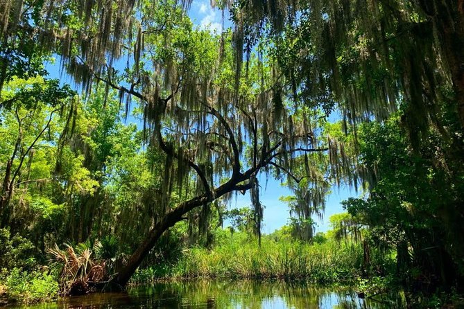 Large Airboat Swamp Tour with Transportation from New Orleans - Airboat Speed and Barataria Preserve, What This Tour Feels Like