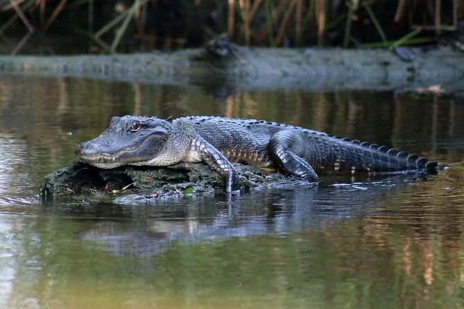 New Orleans Airboat Ride - What Wildlife Chances Look Like, and What to Watch For