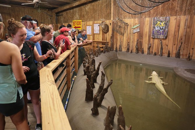 New Orleans Airboat Ride - Lafitte Stop After the Ride: Albino Alligator Exhibit and a Quick Meal