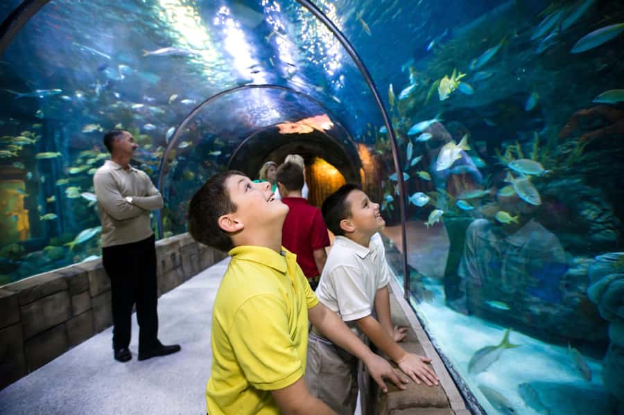 New Orleans: Audubon Aquarium & Insectarium Ticket - Getting In at the Audubon Building (Riverfront Side vs. Magazine Street)