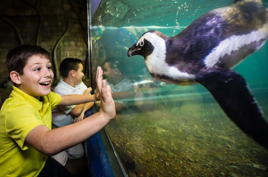 New Orleans: Audubon Aquarium & Insectarium Ticket - The 60-Foot Shark Discovery Touch Pool