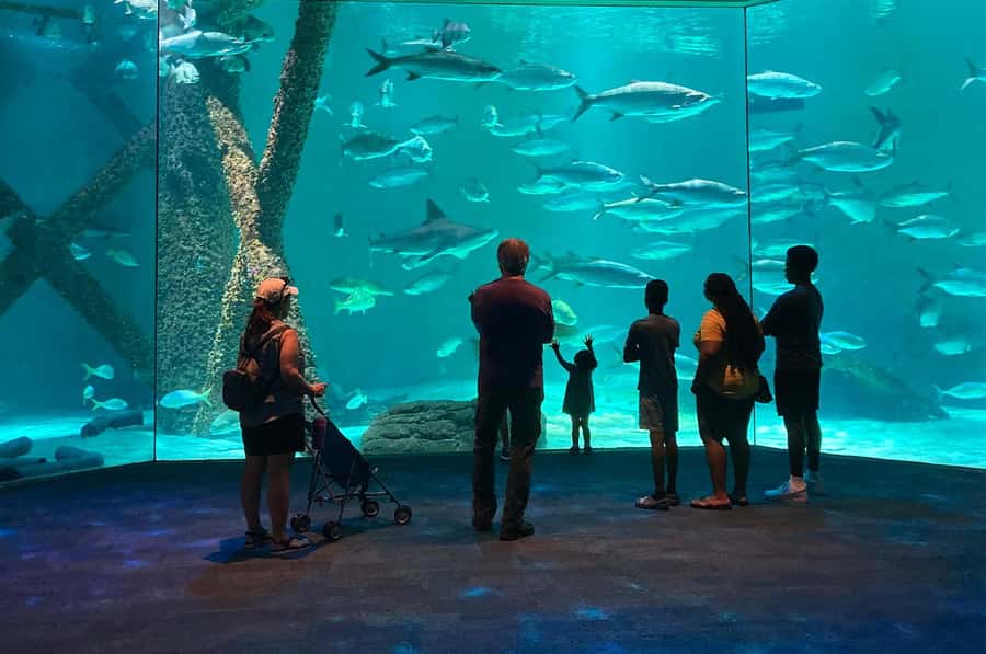 New Orleans: Audubon Aquarium & Insectarium Ticket - Gulf of Mexico Habitat, Penguins, and Rare White Alligators