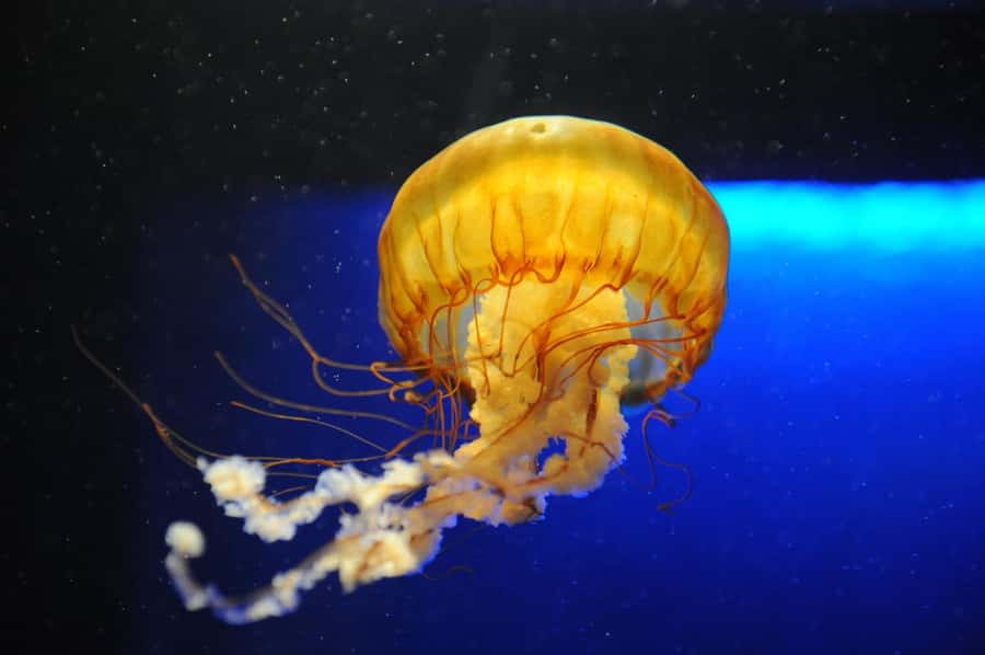 New Orleans: Audubon Aquarium & Insectarium Ticket - Amazon Rainforest Gallery: Free-Flying Birds and a Real Wow List