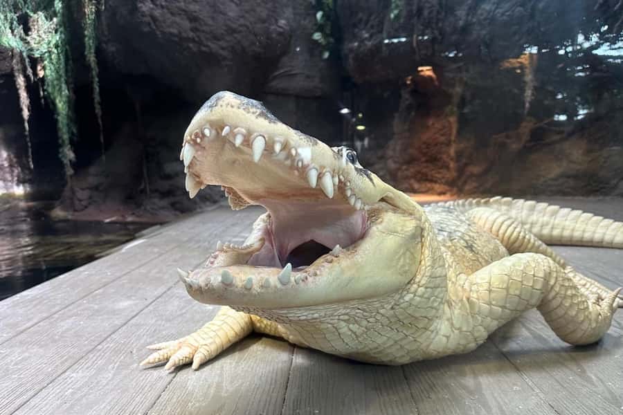 New Orleans: Audubon Aquarium & Insectarium Ticket - A 5-Day Ticket That Lets You Choose Your Pace