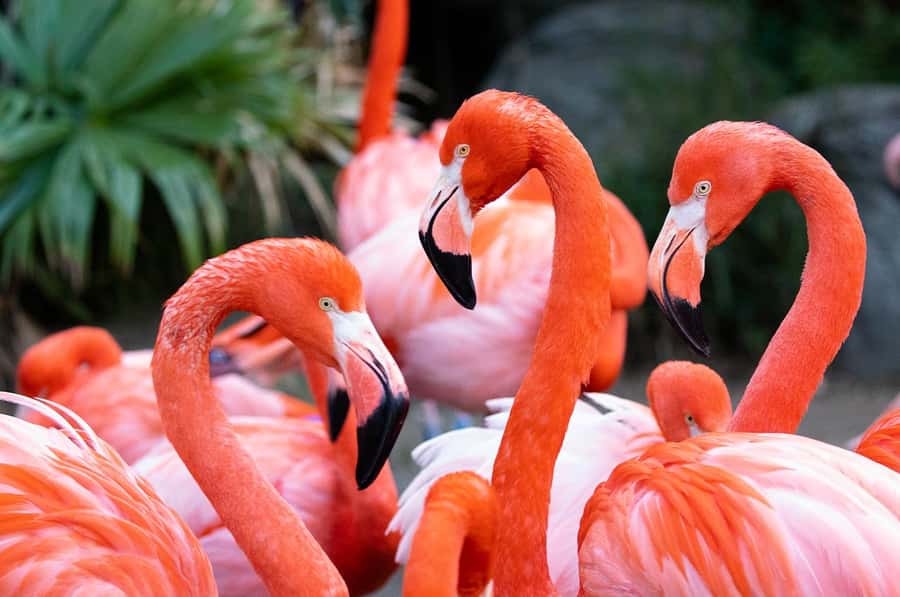 New Orleans: Audubon Zoo or Combo Ticket - Building a good route across 50+ acres of habitats