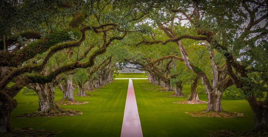New Orleans: Bayou Swamp Tour and Oak Alley Plantation Tour - Key things I’d bet on