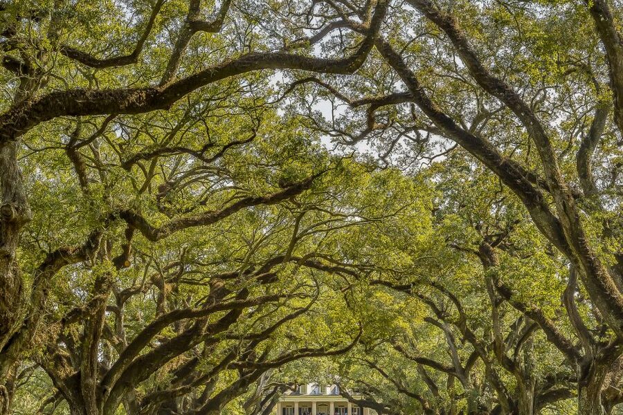 New Orleans: Bayou Swamp Tour and Oak Alley Plantation Tour - Cajun Pride Swamp Tours in Manchac Swamp: what the boat ride feels like