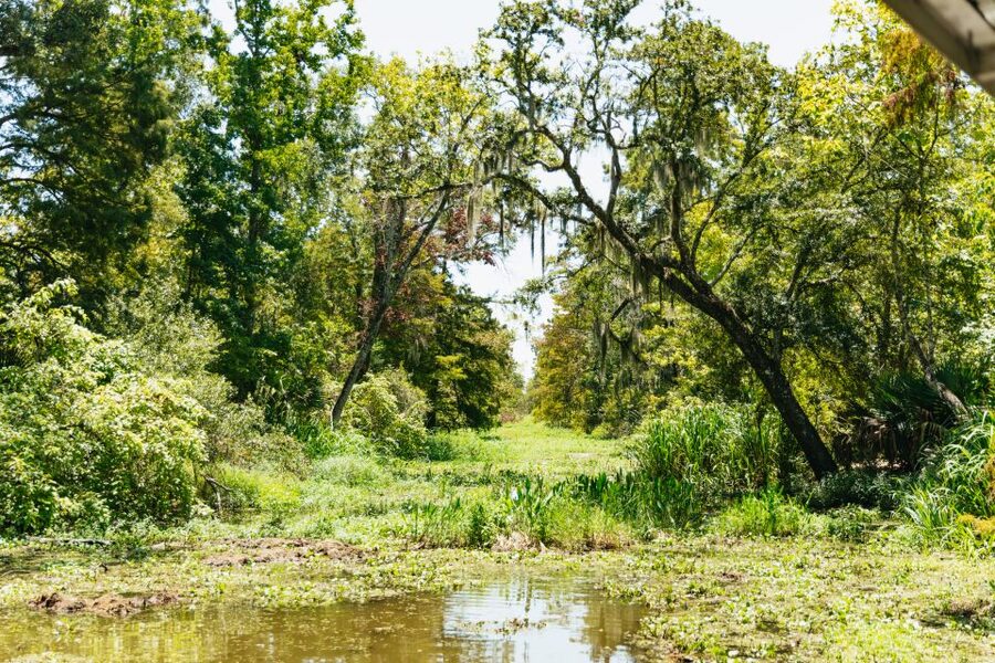 New Orleans: Bayou Tour in Jean Lafitte National Park - Why This Bayou Tour From Marrero Feels So Different From New Orleans